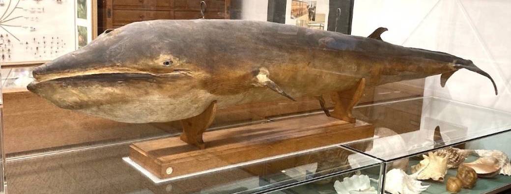 À la découverte des mammifères marins - Ateliers tandems