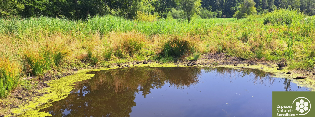 À la découverte des zones humides
