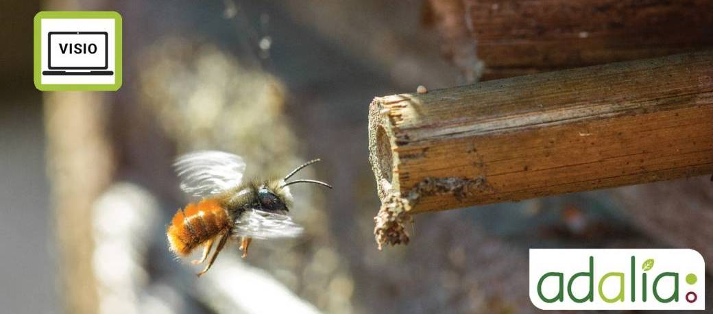 La diversité des abeilles sauvages (visioconférence)