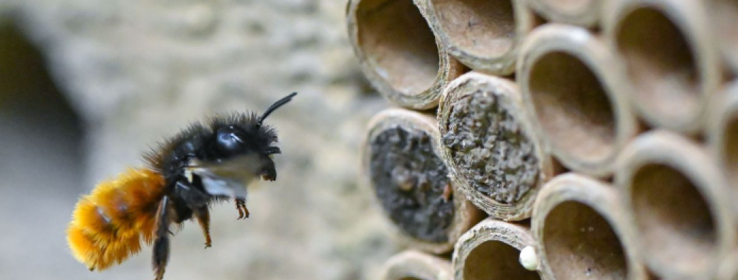 Formation - La diversité des abeilles sauvages 