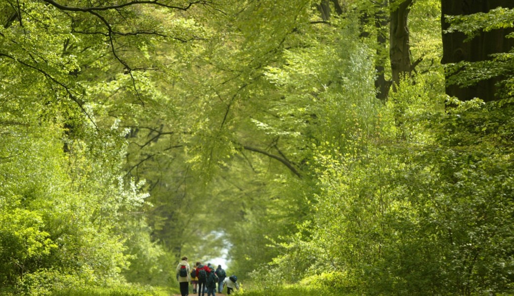 La forêt de Bon-Secours au fil des Saisons