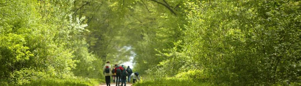 La forêt de Bon-Secours au fil des Saisons