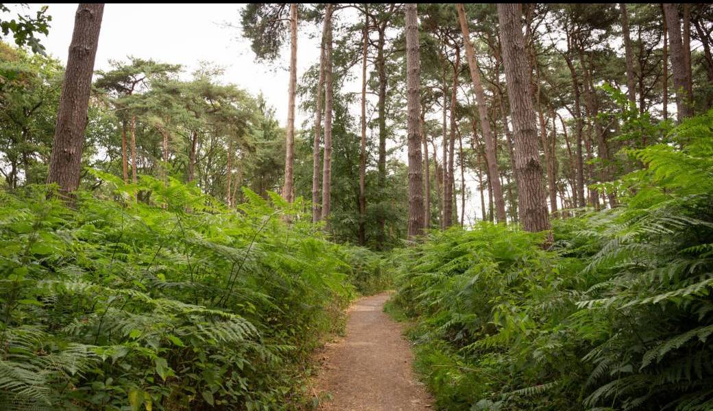 La forêt de Marchiennes en trottinette électrique