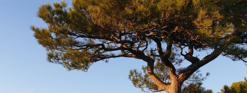 La forêt de St Guilhem face aux climats