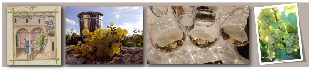 La grande épopée de la vigne et du vin - 1ère partie des origines aux vins gallo-romains