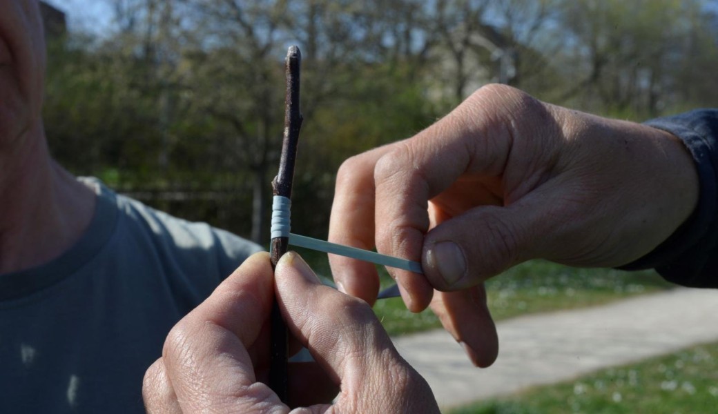 La greffe des arbres fruitiers