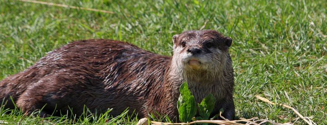 La loutre et son environnement