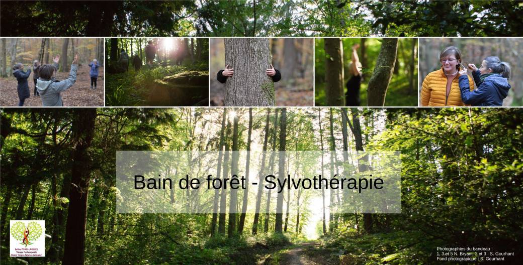 Forêt d'Eu - Se relier à la vie sylvestre