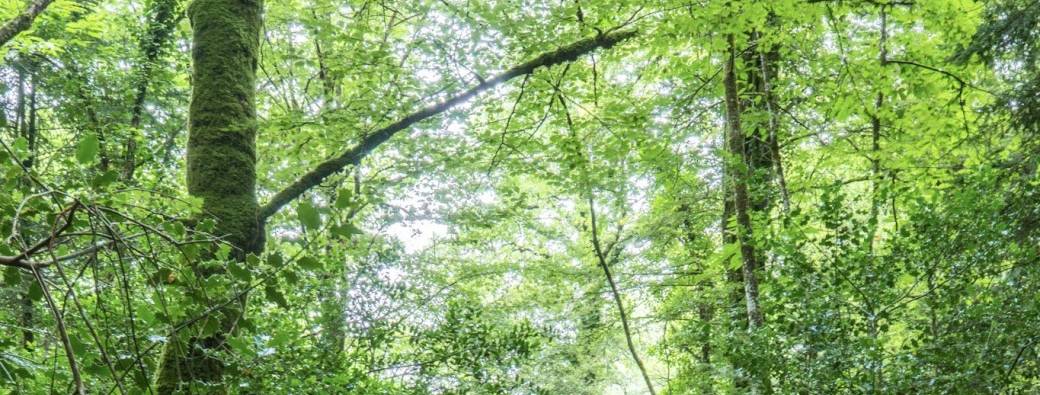 La maison des korriganed dans la forêt de Toulfoën