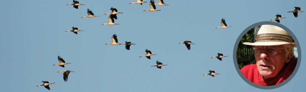 La migration des oiseaux en Auvergne Rhône Alpes