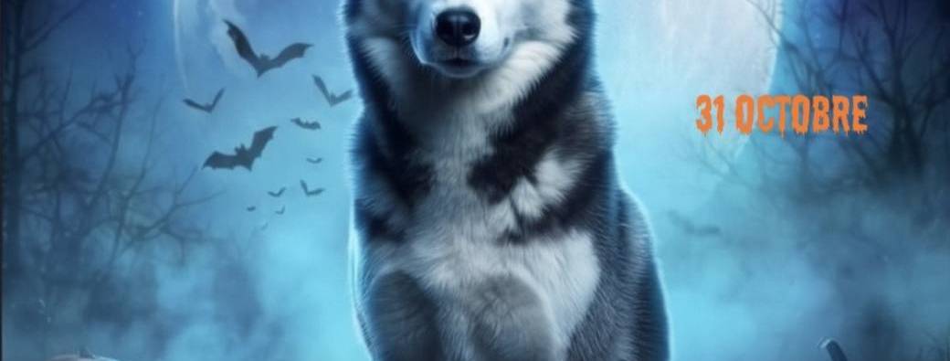 La Nocturne des Huskys