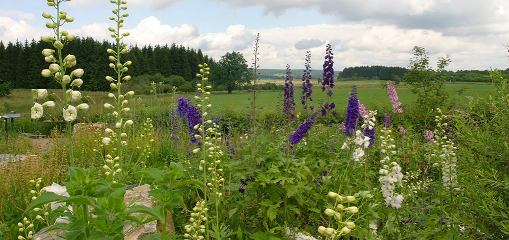 La Parc Naturel des Hautes-Fagnes