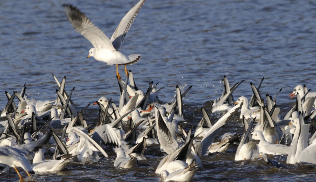 La pêche du Malsaucy : les oiseaux