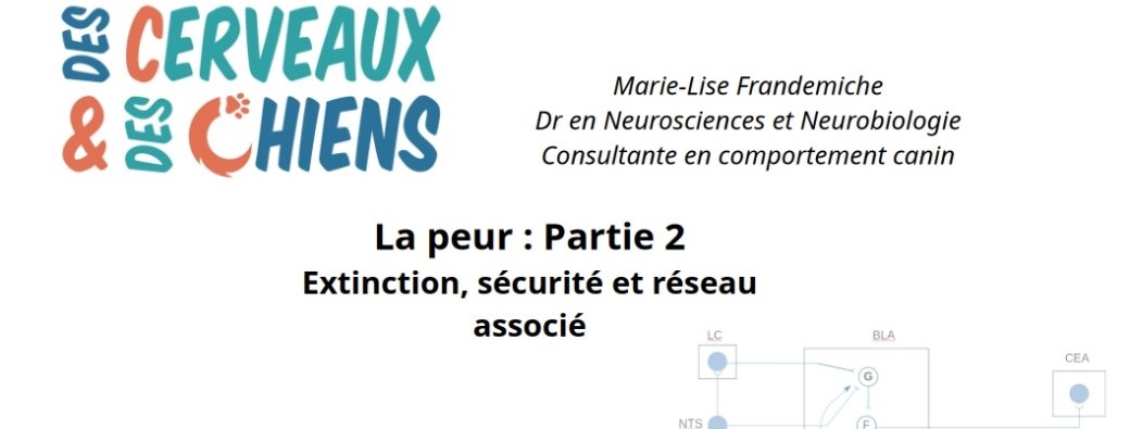 La peur chez le chien: Partie 2