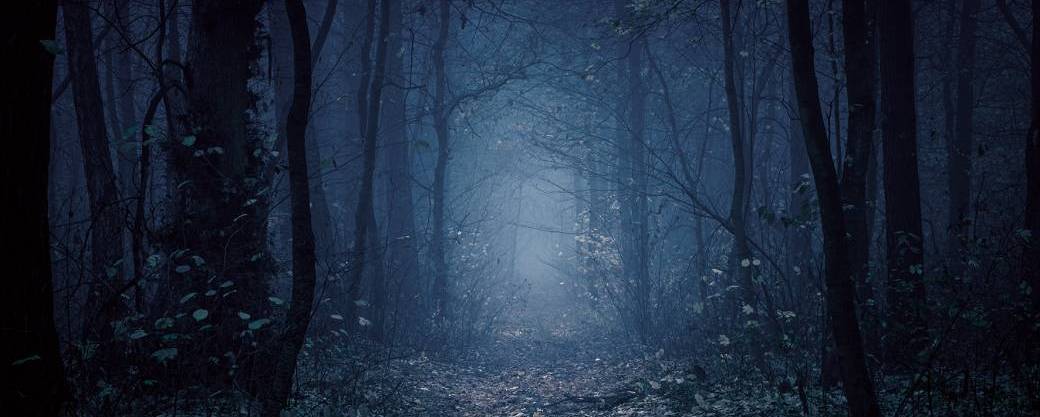 La phase obscure de la forêt