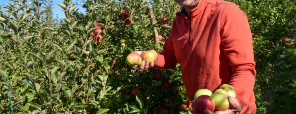 La route des fruits à vélo