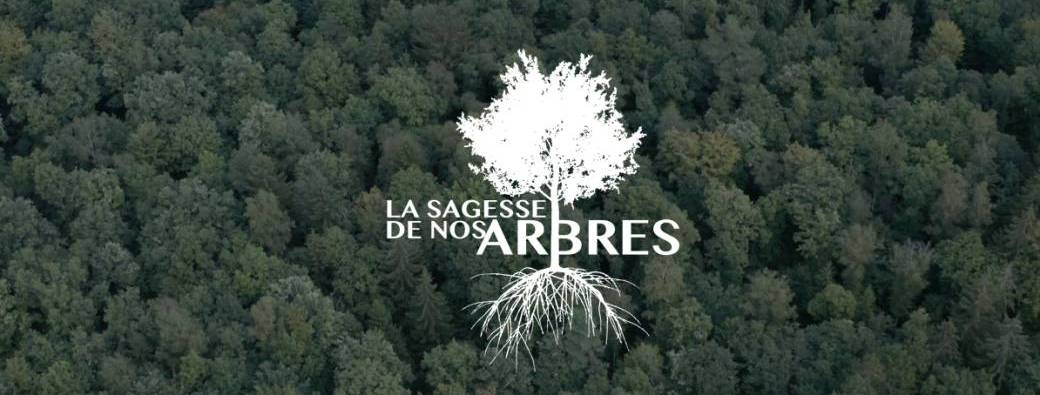 La sagesse de nos arbres (un soir à Genappe)
