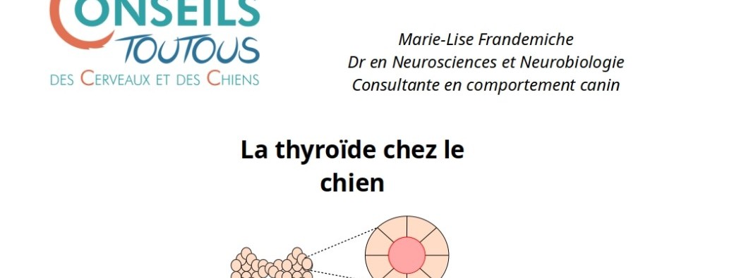 La thyroïde chez le chien