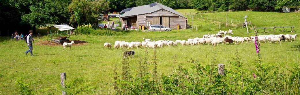 La transhumance des Loges