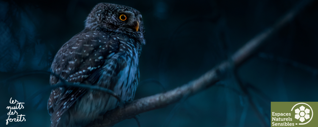 La vie nocturne en forêt