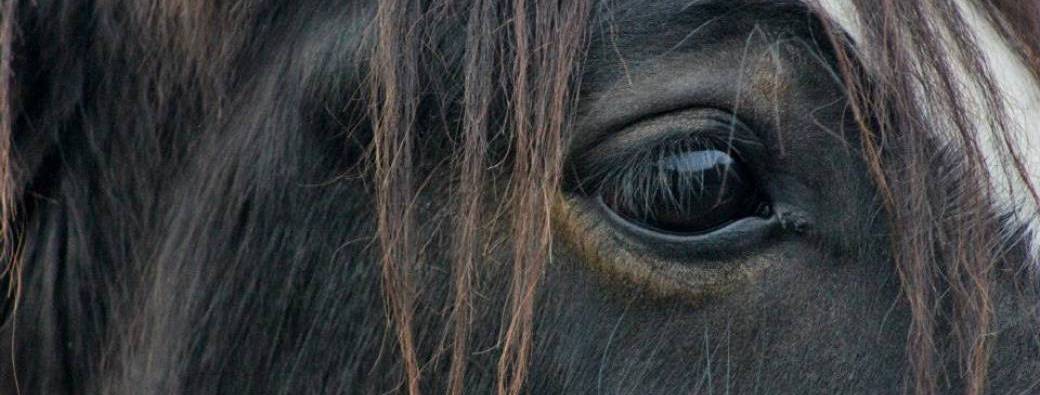 La vision chez le cheval