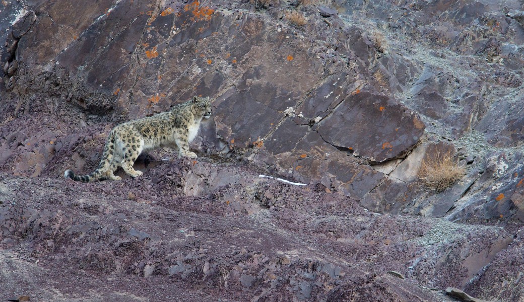 Ladakh : sur les traces de la Panthère des neiges