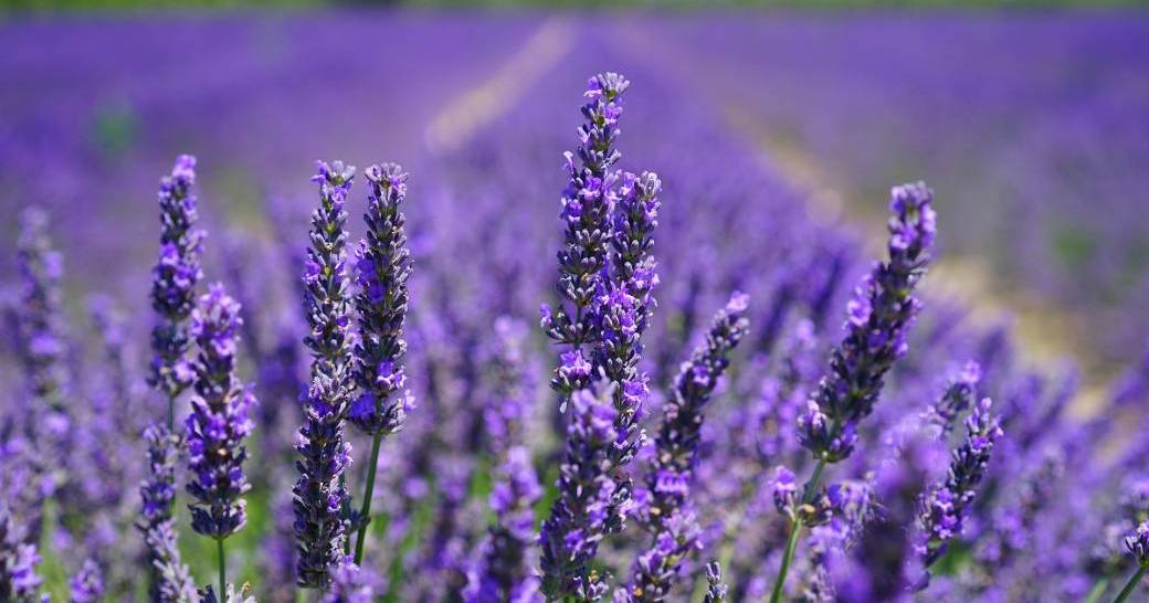 Lancement BNI Label Team Saint Cannat