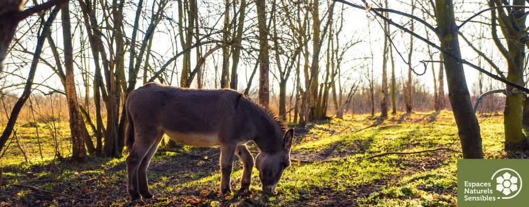 L'âne Cadichon découvre la forêt