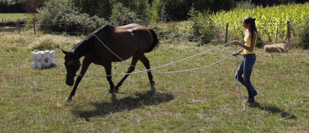  Langage du corps dans la communication Cavalier-Cheval