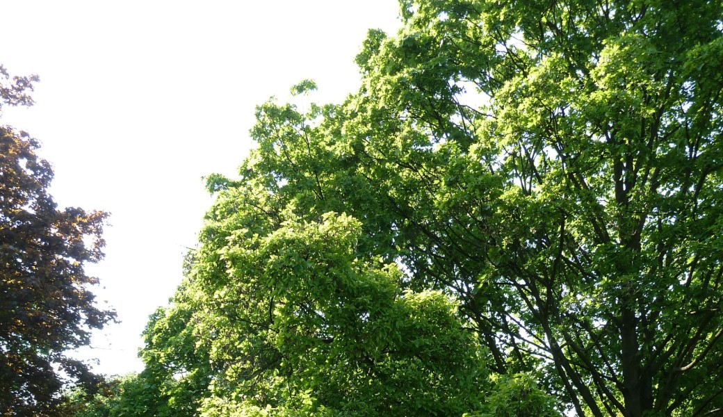 L'arboretum de Paris & ses oiseaux