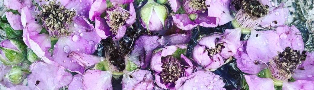 L'art de la tisane