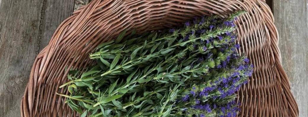 L'art de la tisane  / Atelier au jardin: de la cueillette à la tasse