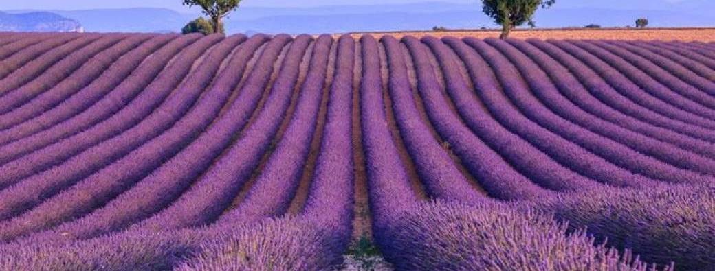Lavandes & Gorges du Verdon (2)