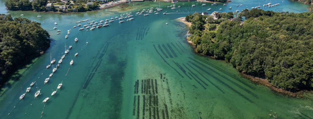 Le bélon se raconte : entre fables et histoire