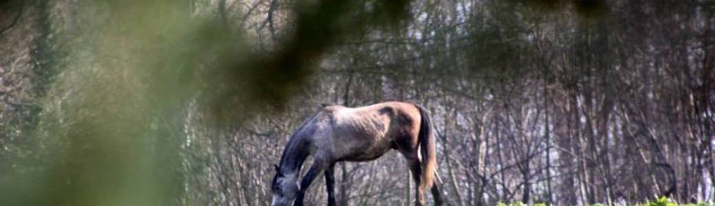 Le bien-être du point de vue du cheval