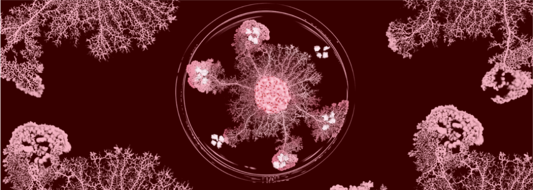 Le Blob, héros inattendu de la biologie