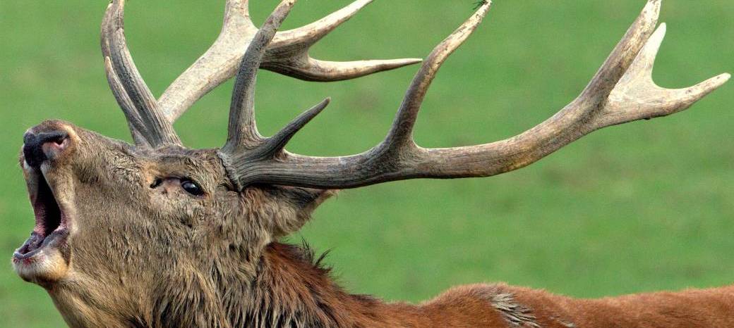 Tickets  Le brame du cerf 2017  Billetweb