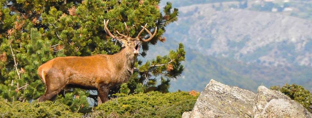 Le Brâme du cerf
