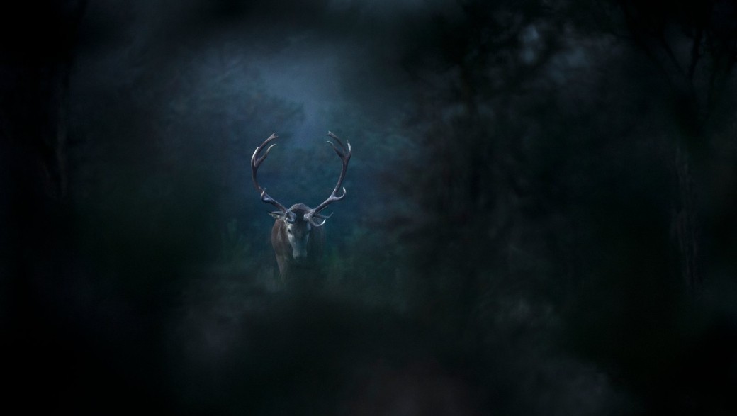 LE CHANT DES  FORÊTS