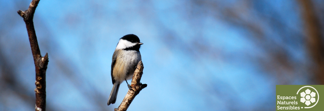Le chant des oiseaux 