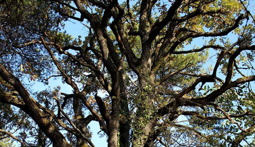 LE CHEMIN DES CHÊNES (PETITE FÊTE DE L'ARBRE)
