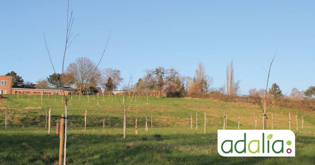 La plantation d’arbres fruitiers et de haies favorables à la biodiversité (visite de terrain)