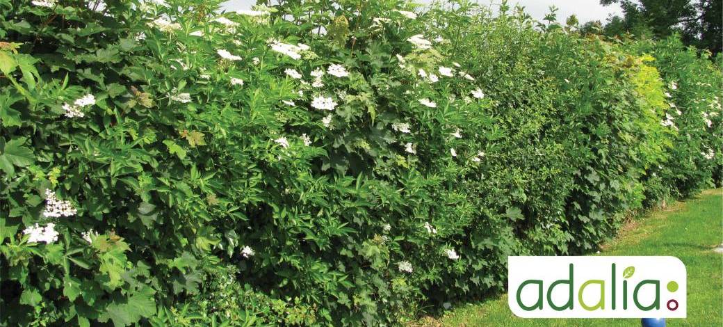Le choix et la plantation de haies favorables à la biodiversité (visioconférence)