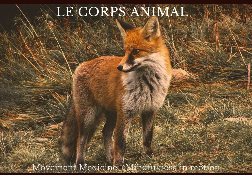 le corps animal 