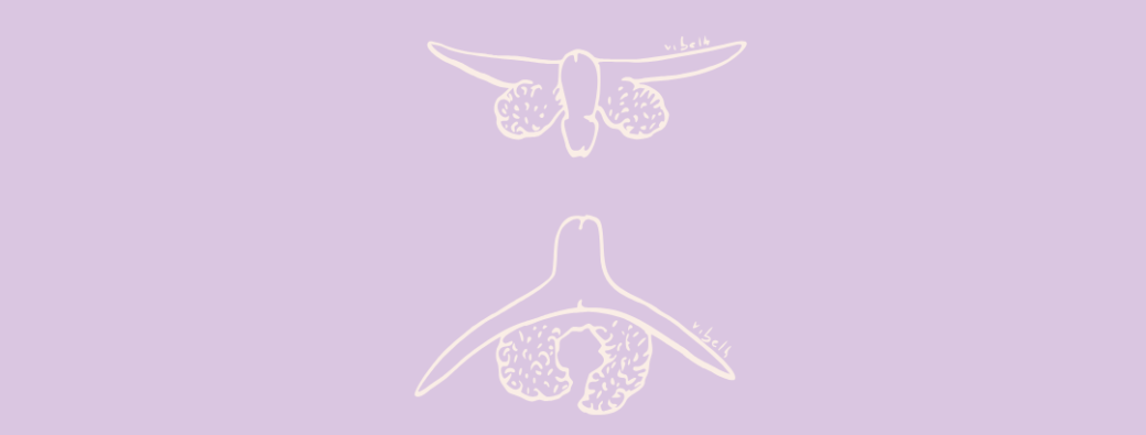 Le Dessous du Clitoris