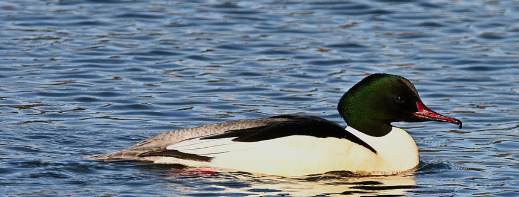 Le harle bièvre, un plongeur hors-pair !  (8-13ans)