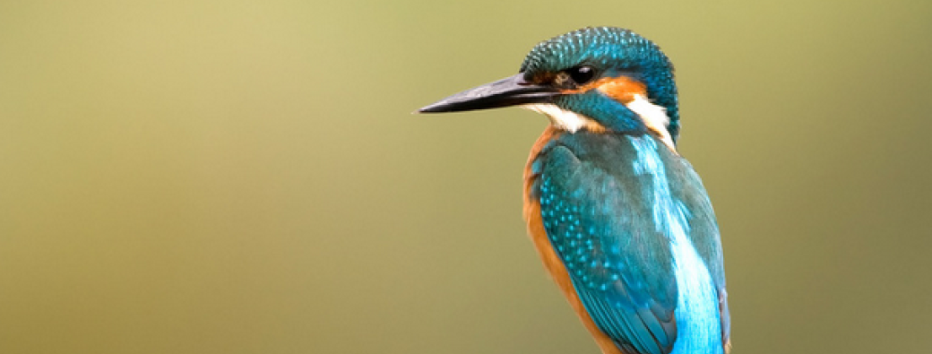 Le martin-pêcheur, la flèche bleue 4-7 ans