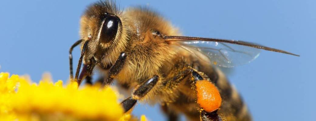 Le monde des abeilles et de l'apiculture - Animation enfant