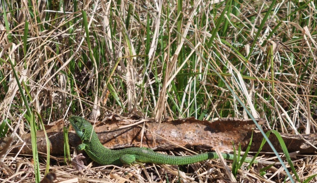 Le monde discret des reptiles de la réserve - Fête de la Nature