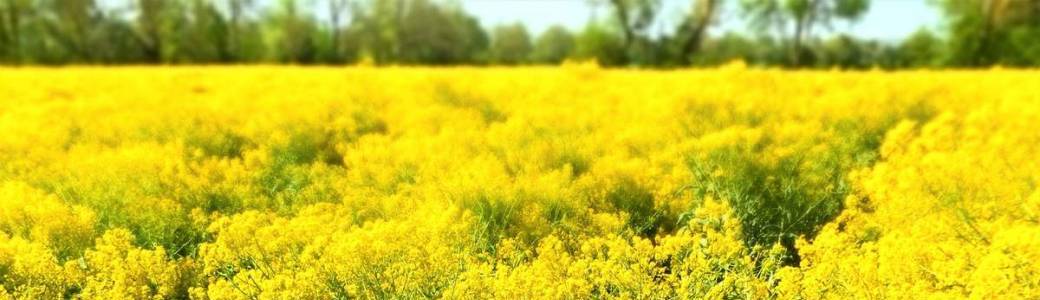 Le Pastel, histoire de l’Or Bleu en Pays de Cocagne